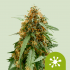 Semillas de marihuana Auto Sticky Queen de Royal Queen Seeds, cogollo.