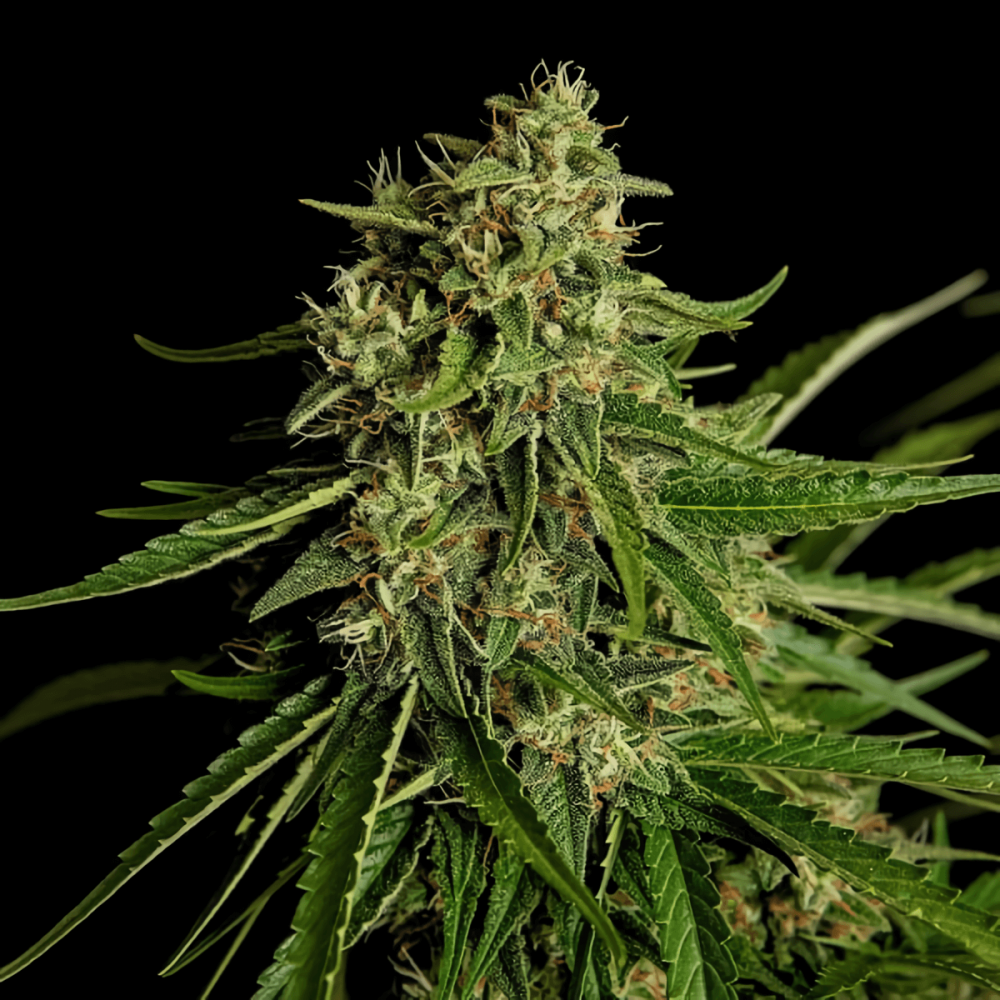 Semillas de marihuana Auto Gaia F1 de Royal Queen Seeds,  cogollo gordo.