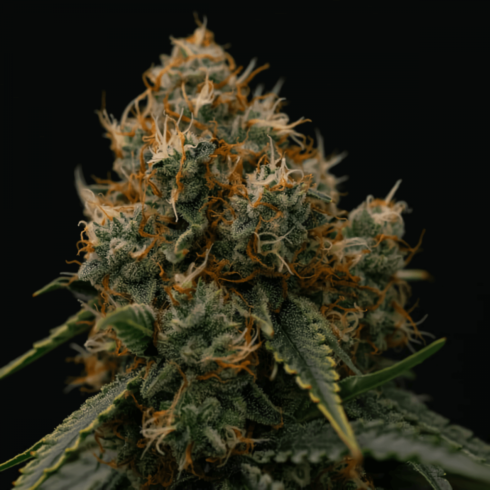 Semillas de marihuana Auto Gaia F1 de Royal Queen Seeds, cogollo resinoso.