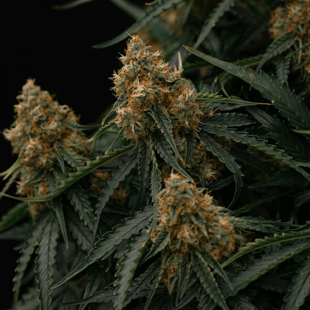 Semillas de marihuana Auto Gaia F1 de Royal Queen Seeds,  flores.