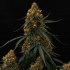 Semillas de marihuana Auto Gaia F1 de Royal Queen Seeds,  punta principal.