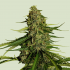 Semillas de marihuana Auto Gaia F1 de Royal Queen Seeds, cogollo.