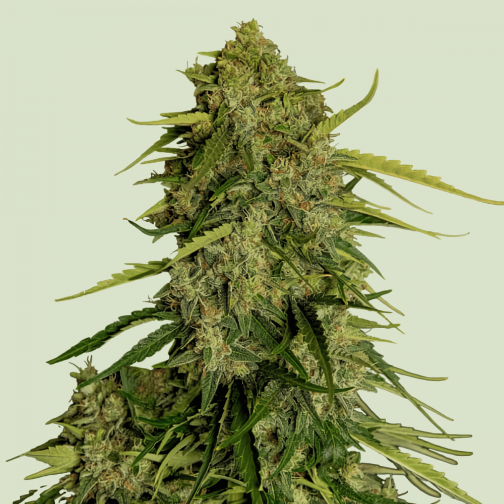 Semillas de marihuana Auto Atlas F1 CBD de Royal Queen Seeds, cogollo.