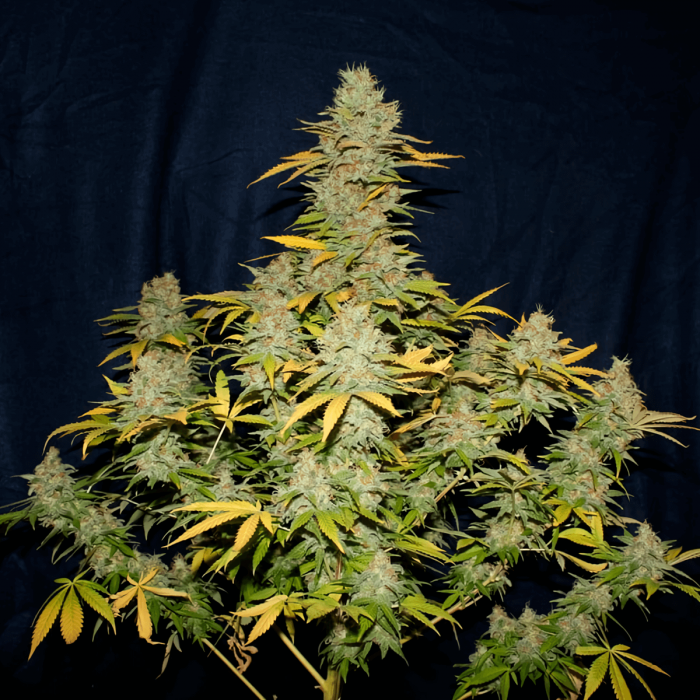 Semilla de marihuana regular Critical Mass de MR. NICE SEEDS, planta.
