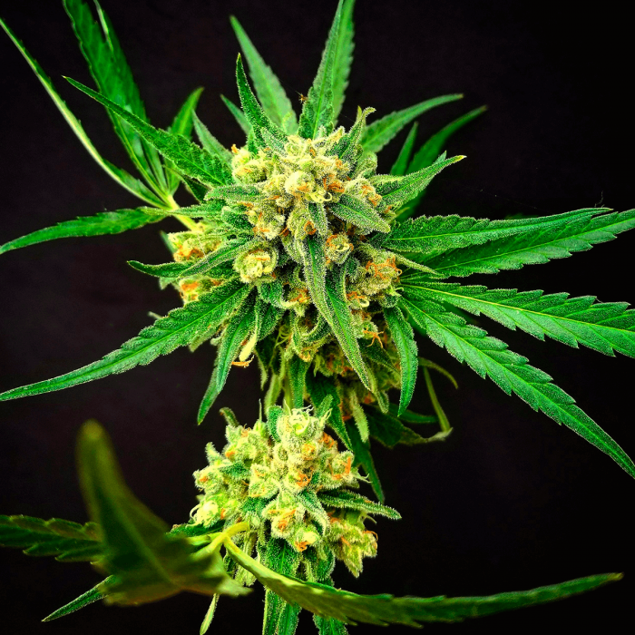 Semilla de marihuana regular Critical Mass de MR. NICE SEEDS, cogollo resinoso.