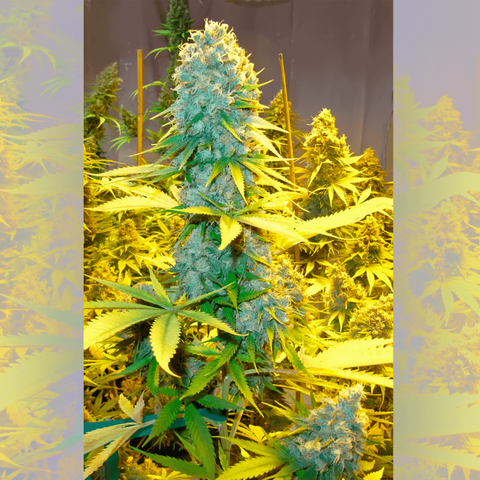 Semilla de marihuana regular Critical Mass de MR. NICE SEEDS, punta principal.