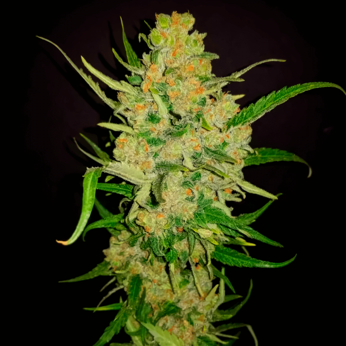 Semilla de marihuana regular Critical Mass de MR. NICE SEEDS, cogollo.