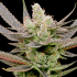 Semillas de marihuana Auto Glowberry Rush de Anesia Seeds, cogollo.