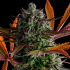 Semillas de marihuana feminizadas Strawberry Pop Rocks de Anesia Seeds.