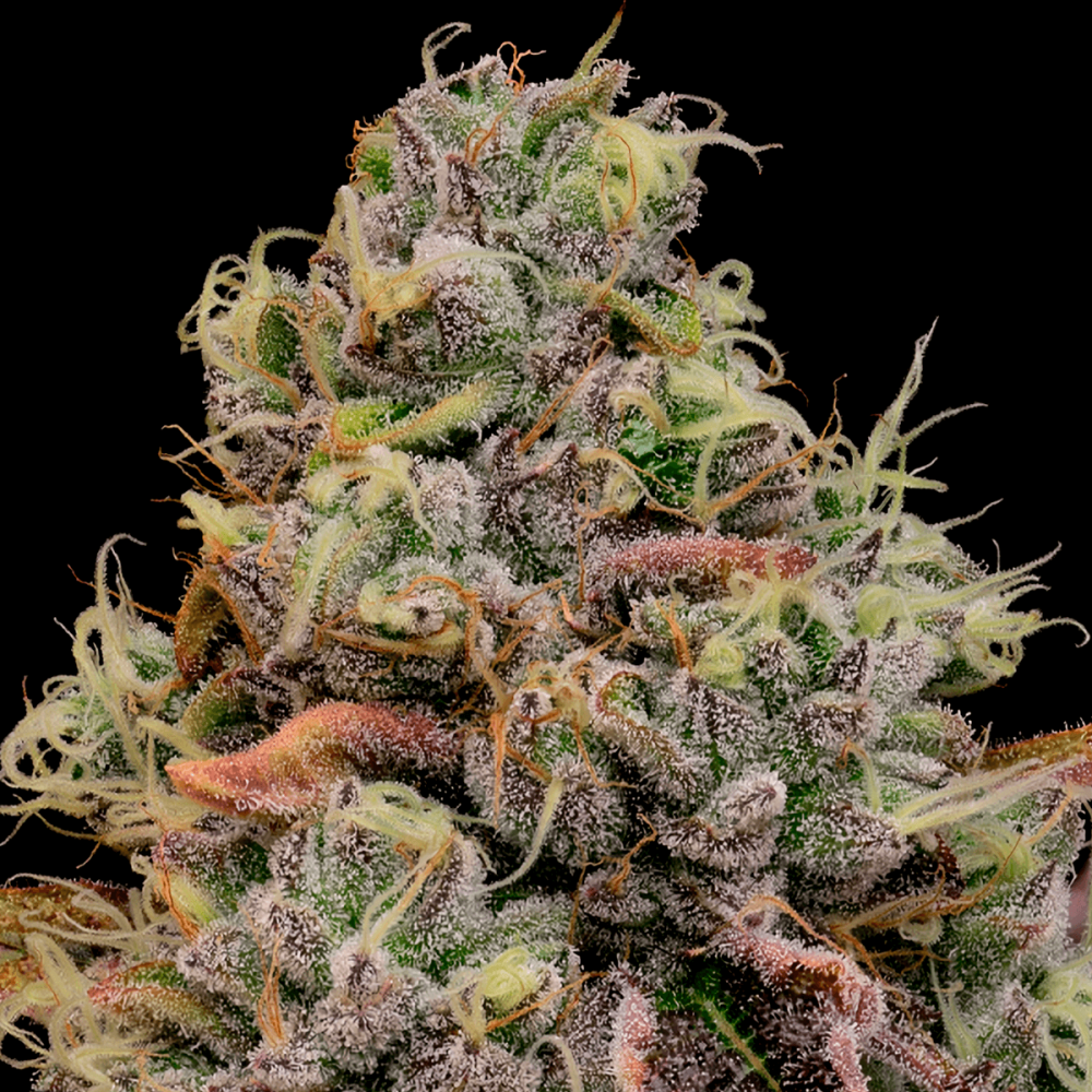 Semillas de marihuana feminizadas Chaos Cake de Anesia Seeds.