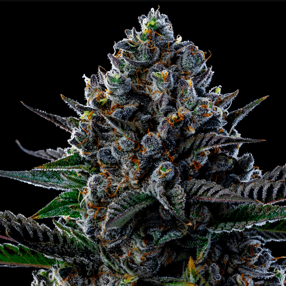 Semillas de marihuana feminizadas First Lady de Anesia Seeds.