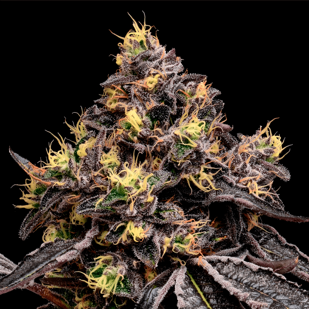 Semillas de marihuana feminizadas Glowberry Rush de Anesia Seeds.