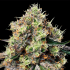 Semillas de marihuana feminizadas Roswell de Anesia Seeds.