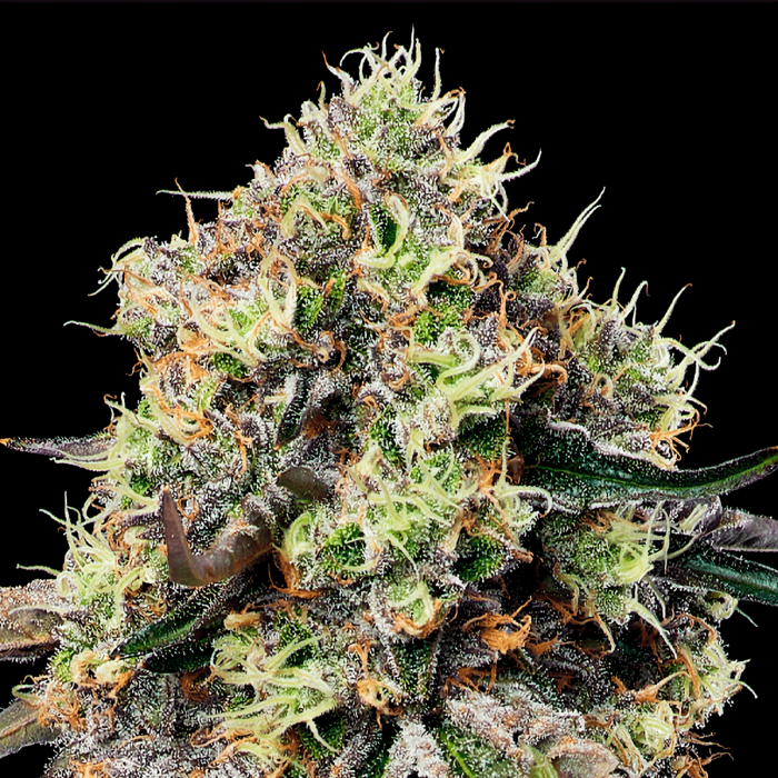Semillas de marihuana feminizadas Roswell de Anesia Seeds.