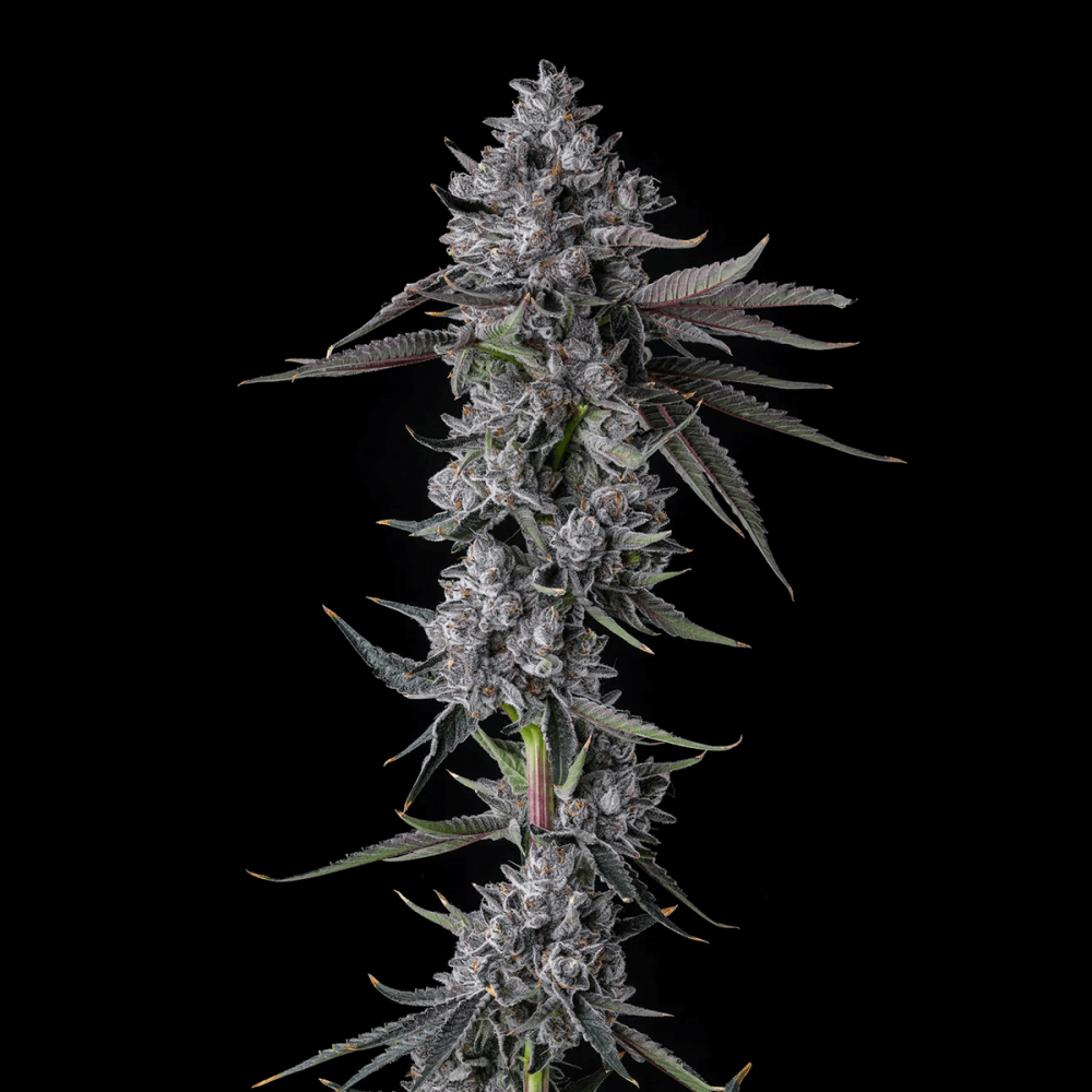 Semillas de marihuana feminizadas Chrome Dome de Compound Genetics Seeds, planta.