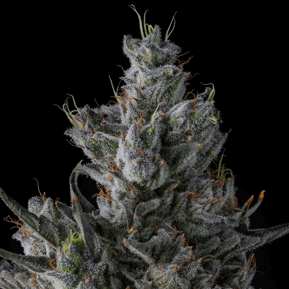 Semillas de marihuana feminizadas Guwop Green de Compound Genetics Seeds, cogollo.