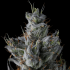 Semillas de marihuana feminizadas Guwop Green de Compound Genetics Seeds, resina.