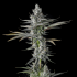 Semillas de marihuana feminizadas Guwop Green de Compound Genetics Seeds, planta.