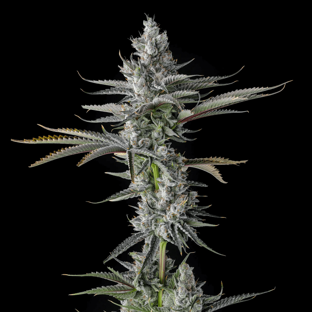 Semillas de marihuana feminizadas Guwop Green de Compound Genetics Seeds, planta.