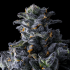 Semillas de marihuana feminizadas UK Riot de Compound Genetics Seeds, resina.