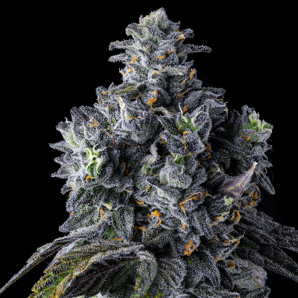 Semillas de marihuana feminizadas UK Riot de Compound Genetics Seeds, cogollo.