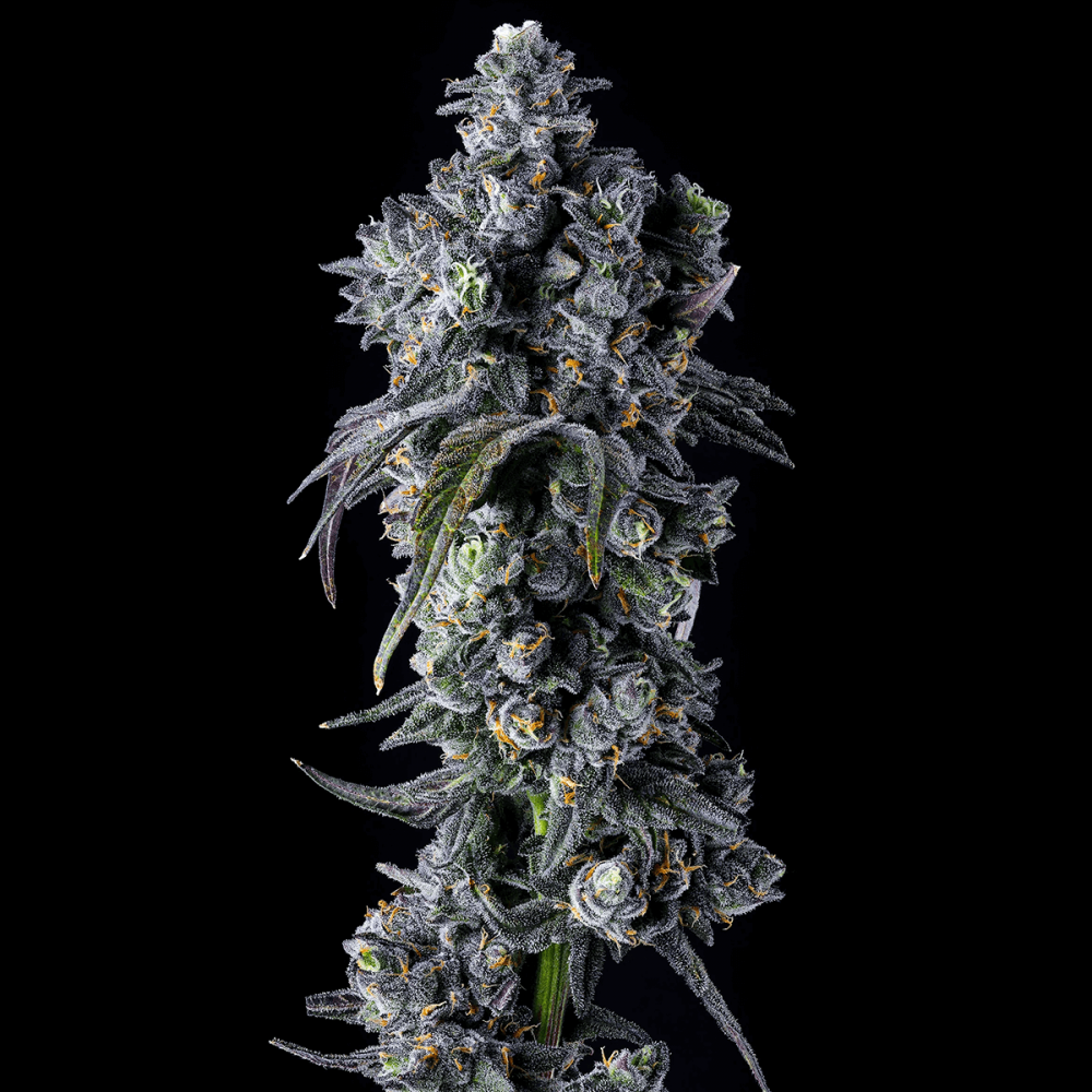 Semillas de marihuana feminizadas UK Riot de Compound Genetics Seeds, punta principal.