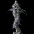 Semillas de marihuana feminizadas UK Riot de Compound Genetics Seeds, planta.