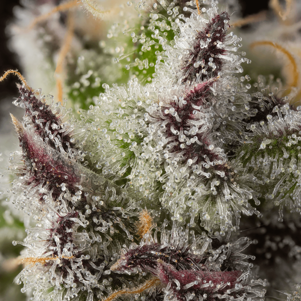 Semillas de marihuana feminizadas Candy Bezels de Compound Genetics Seeds, tricomas.