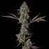 Semillas de marihuana feminizadas Candy Bezels de Compound Genetics Seeds, planta.