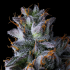 Semillas de marihuana feminizadas Trillianz de Compound Genetics Seeds, resina.