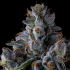 Semillas de marihuana feminizadas Trillianz de Compound Genetics Seeds, cogollo.