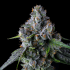 Semillas de marihuana feminizadas Trillianz de Compound Genetics Seeds, cogollo.