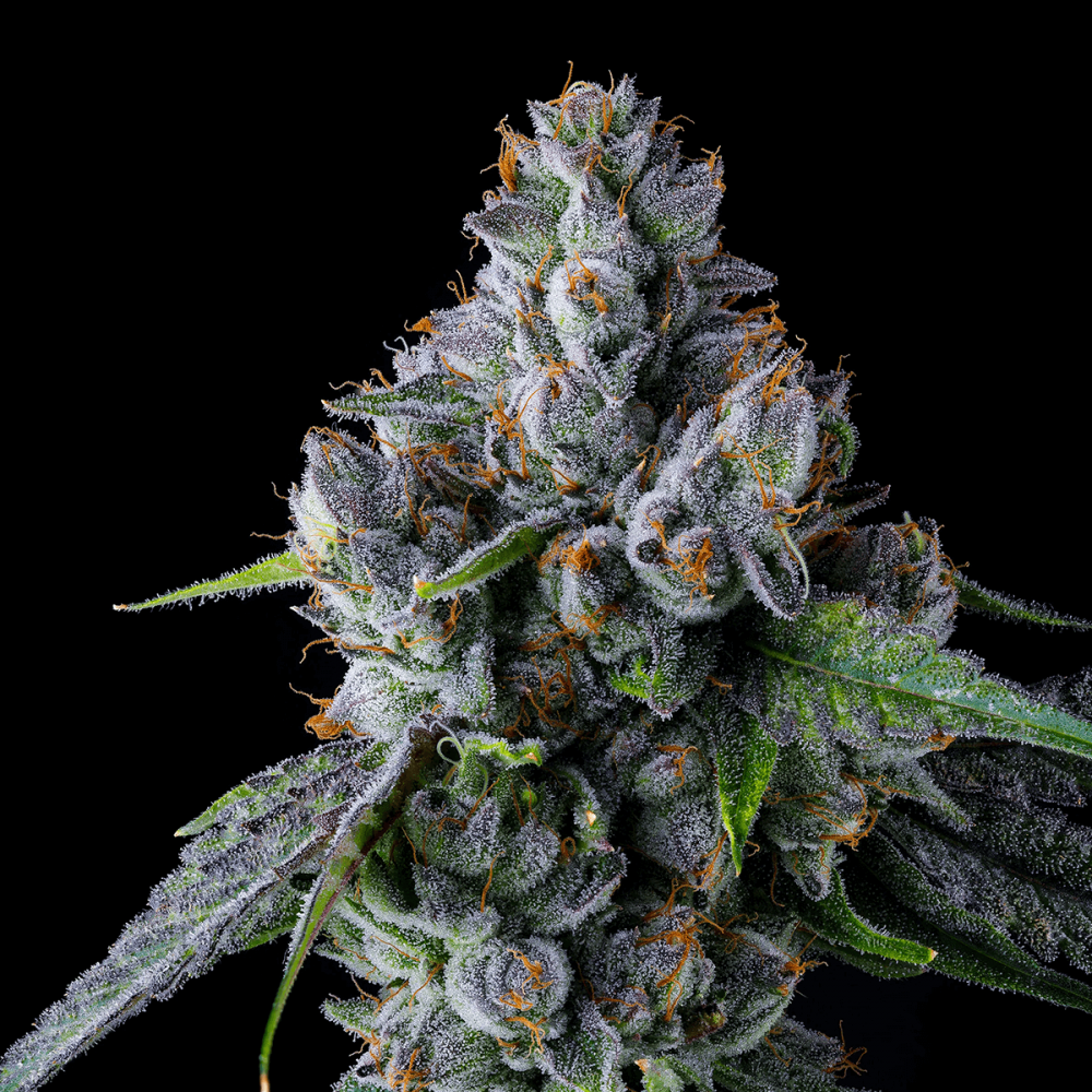 Semillas de marihuana feminizadas Trillianz de Compound Genetics Seeds, cogollo.