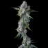 Semillas de marihuana feminizadas Trillianz de Compound Genetics Seeds, planta.