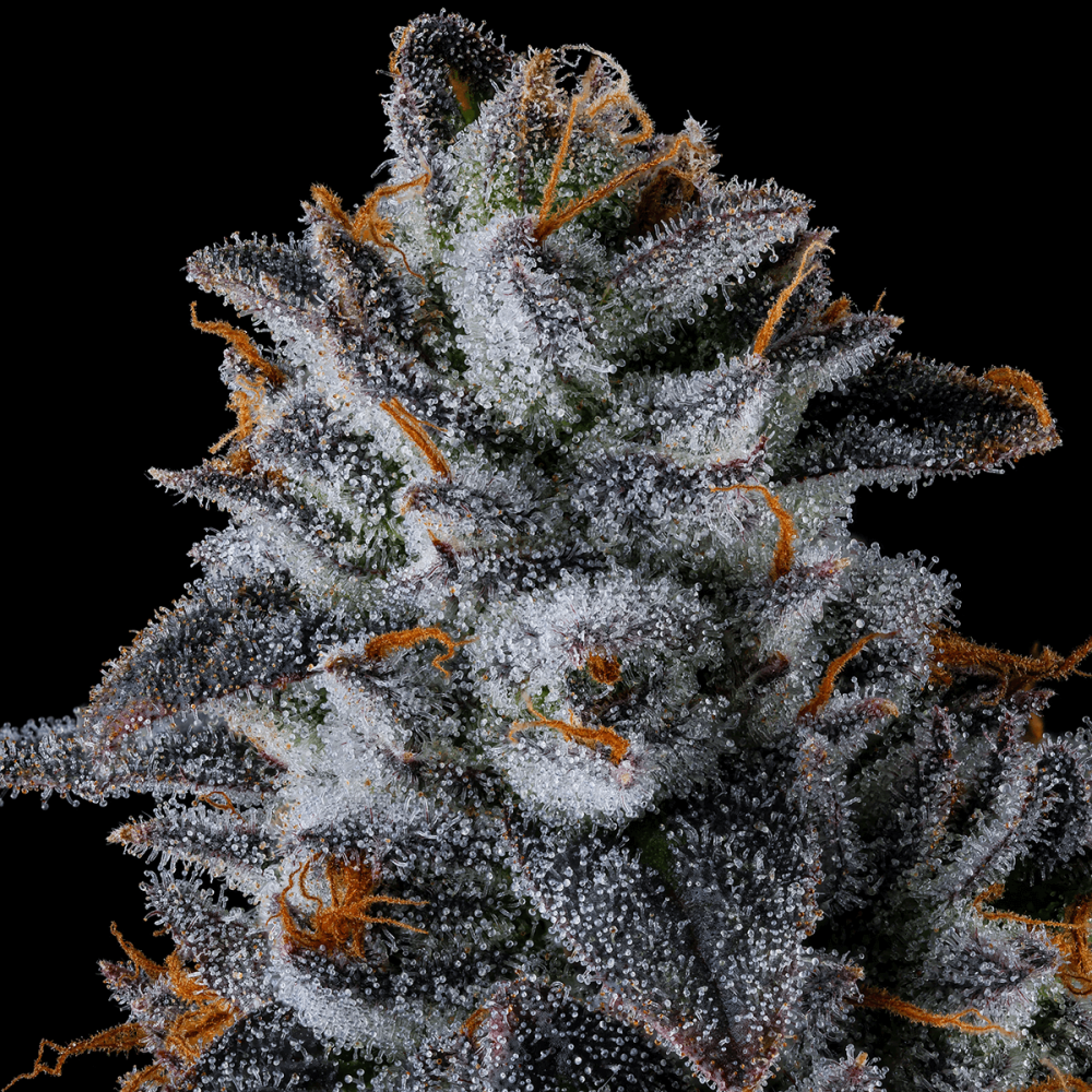 Semillas de marihuana feminizadas Inside Joke de Compound Genetics Seeds, resina.