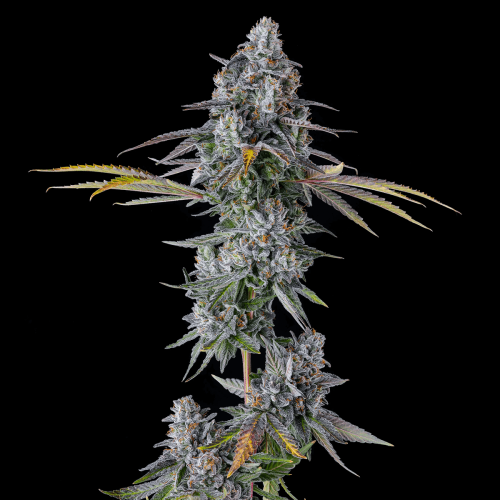 Semillas de marihuana feminizadas Inside Joke de Compound Genetics Seeds, planta.