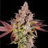 Semillas de marihuana feminizadas Permafunk de Compound Genetics Seeds, planta.