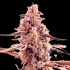 Semillas de marihuana feminizadas Animorph Mints de Compound Genetics Seeds, planta.