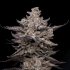 Semillas de marihuana feminizadas El Valle Haze de Compound Genetics Seeds, planta.