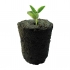 Germinador Root Rio