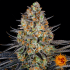 Semillas de Marihuana LSD (Barneys Farm) Feminizadas, cogollo resinoso.