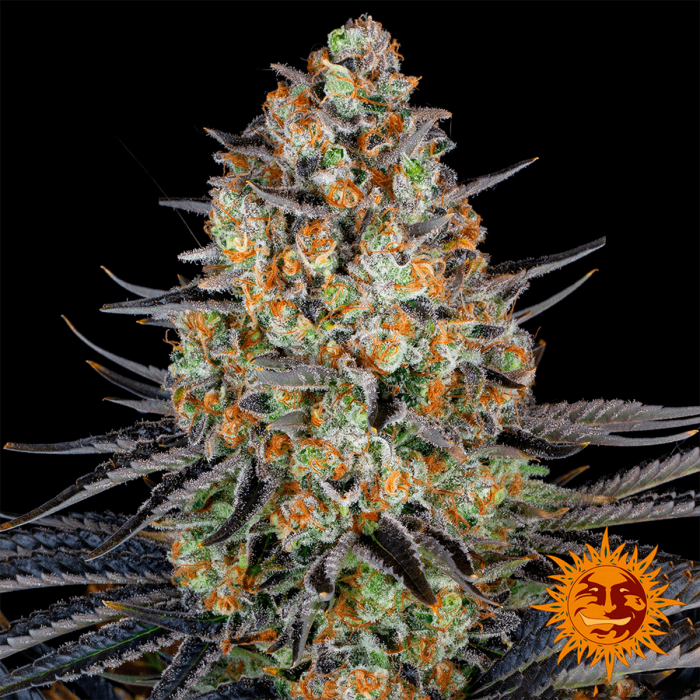 Semillas de Marihuana LSD (Barneys Farm) Feminizadas, cogollo resinoso.