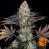 LSD (Barney's Farm Seeds)