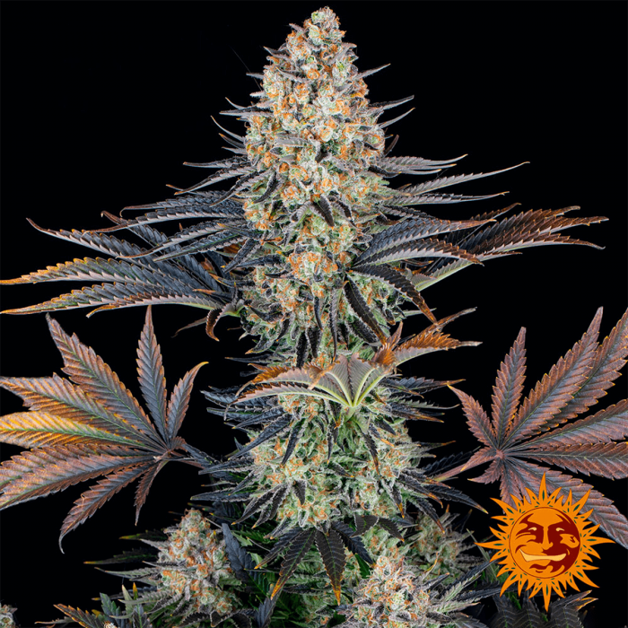 Semillas de Marihuana LSD (Barneys Farm) Feminizadas, planta.