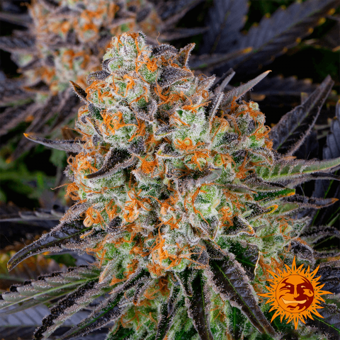 Semillas de Marihuana LSD (Barneys Farm) Feminizadas, resina.