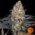 Semillas de Marihuana LSD (Barneys Farm) Feminizadas, punta principal.