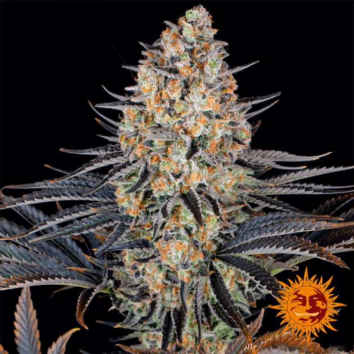 Semillas de Marihuana LSD (Barneys Farm) Feminizadas, punta principal.