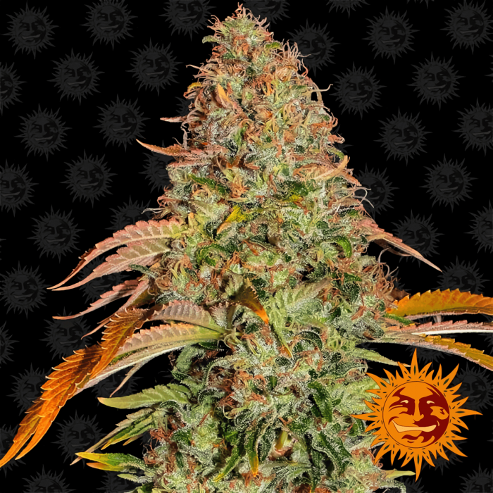 Auto Zkittlez OG de Barney's Farm - Semillas feminizadas de marihuana.