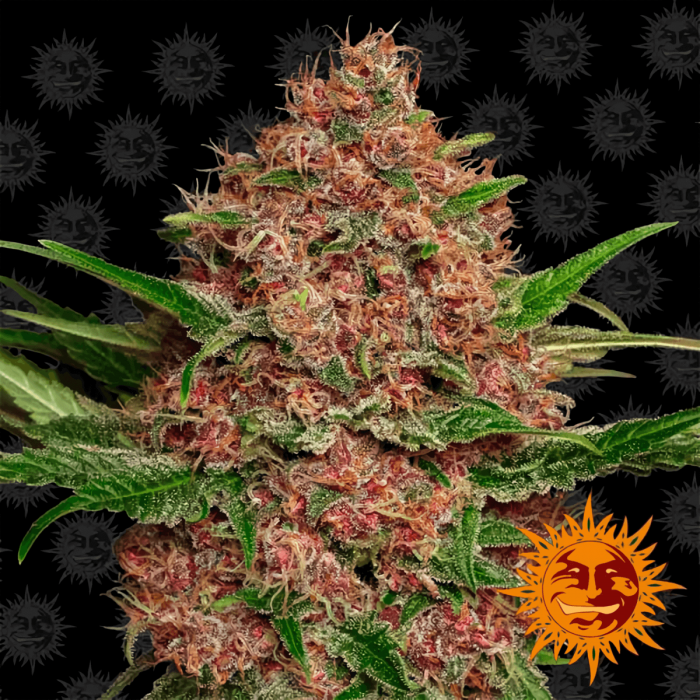 Auto Purple Punch de Barney's Farm - Semillas feminizadas de marihuana.