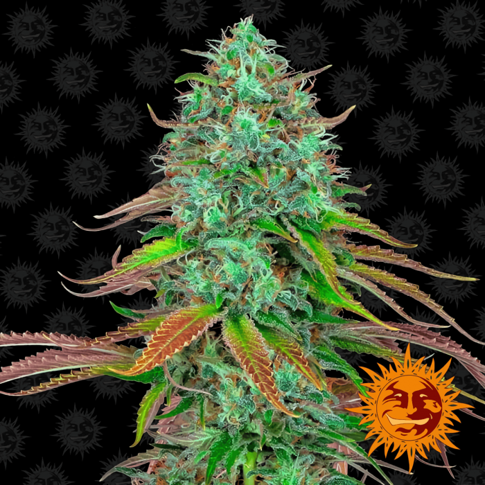Auto LSD de Barney's Farm - Semillas autoflorecientes de marihuana.